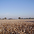 032 550 Hanford Cotton Field.jpg