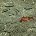 212 420 Pupfish 和 Crayfish.jpg