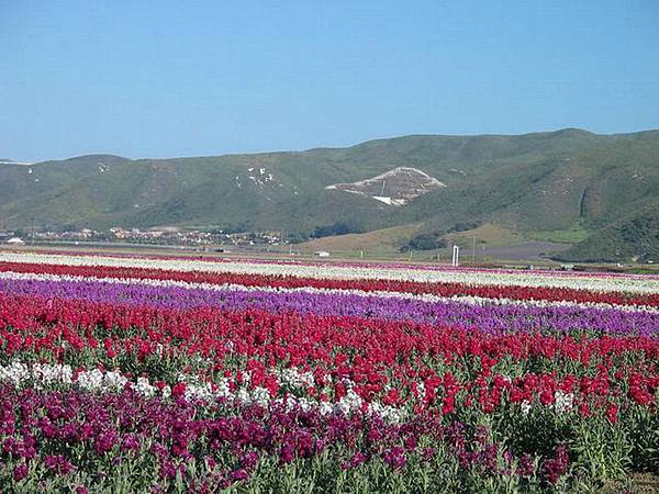 243 410 Lompoc Flower Field.jpg