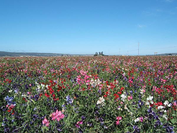 243 430 Lompoc flower field.jpg