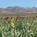 247 130 Santa Ynez Valley的花田.jpg