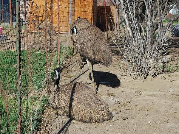 251 325 baby emus.jpg