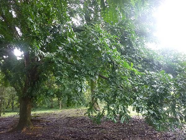 26401 485 皂莢.jpg