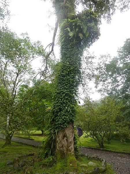 26401 700 樹木公寓.jpg