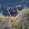 219 015 Deer Friends.jpg