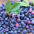 30025 010 Blue Berries.jpg