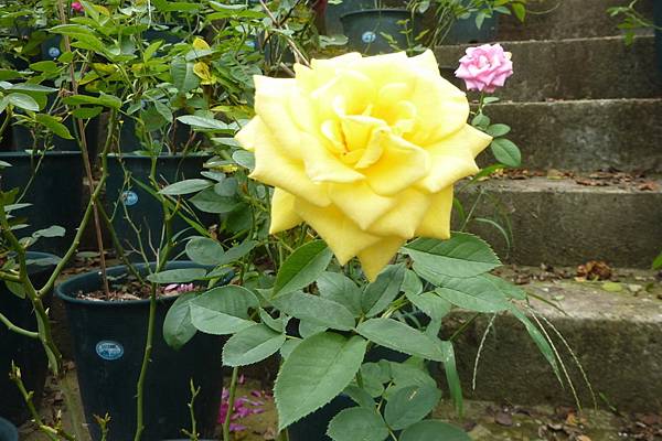 虎爪竹塹 台灣花鳥園 趴趴虎的部落格 痞客邦