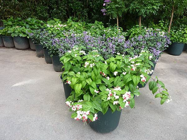 虎爪竹塹 台灣花鳥園 趴趴虎的部落格 痞客邦