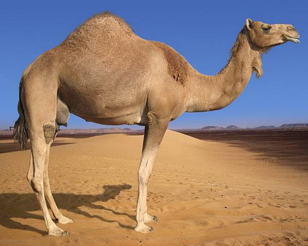 97611 200 Arabian-Camel.jpg