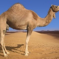 97611 200 Arabian-Camel.jpg