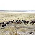 97612 210 American mustangs in Utah.jpg