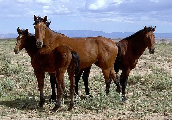 97612 200 American mustangs in Arizona.jpg