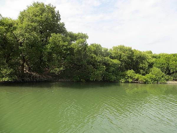 70902 055 台江內海海上森林.jpg