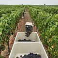 344 200 Mumm葡萄收成.jpg