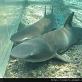 海洋公園-36
