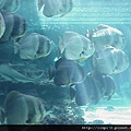 海洋公園-39