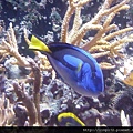 海洋公園-38