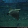 海洋公園-44