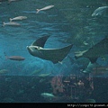 海洋公園-48