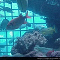 海洋公園-49