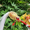 紅花仙杖-006.jpg