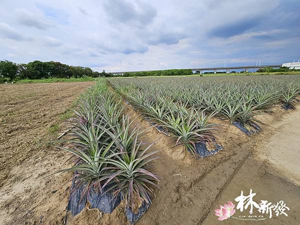 台南帝君安座圓滿完成-047.jpg