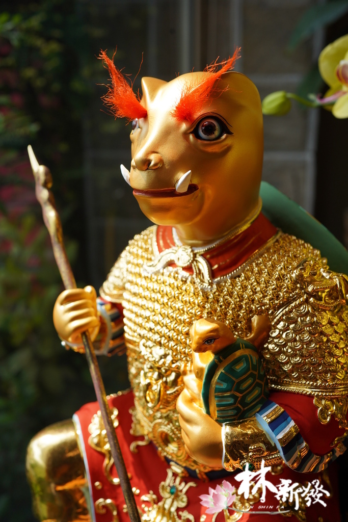 20240324整修好的龜王 (2).JPG 20240324整修好的龜王 (2).JPG