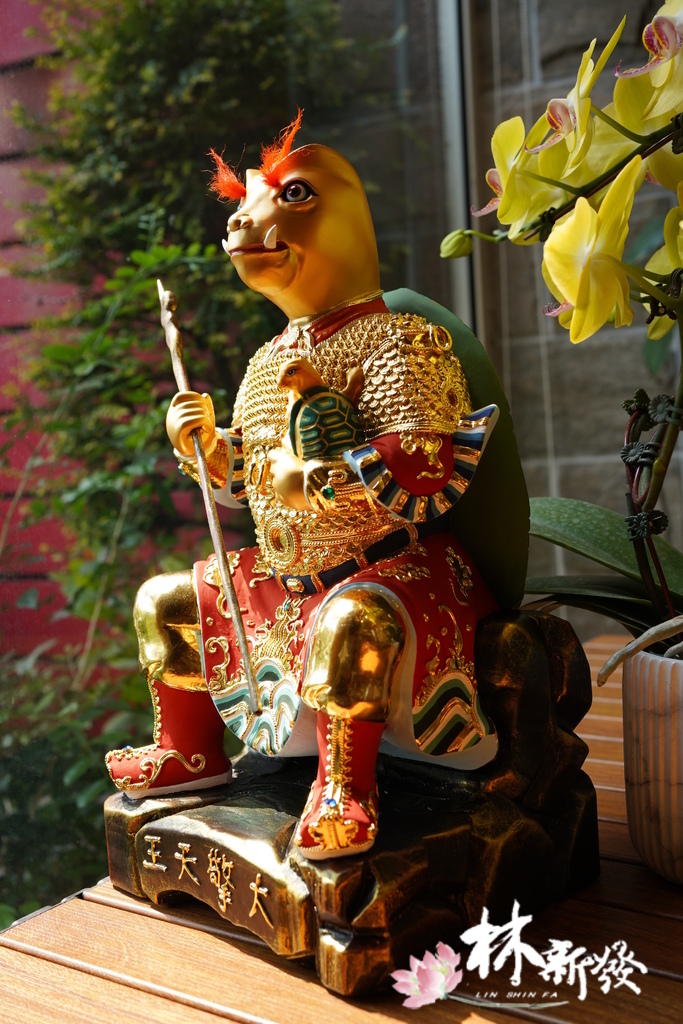 20240324整修好的龜王 (4).JPG 20240324整修好的龜王 (4).JPG