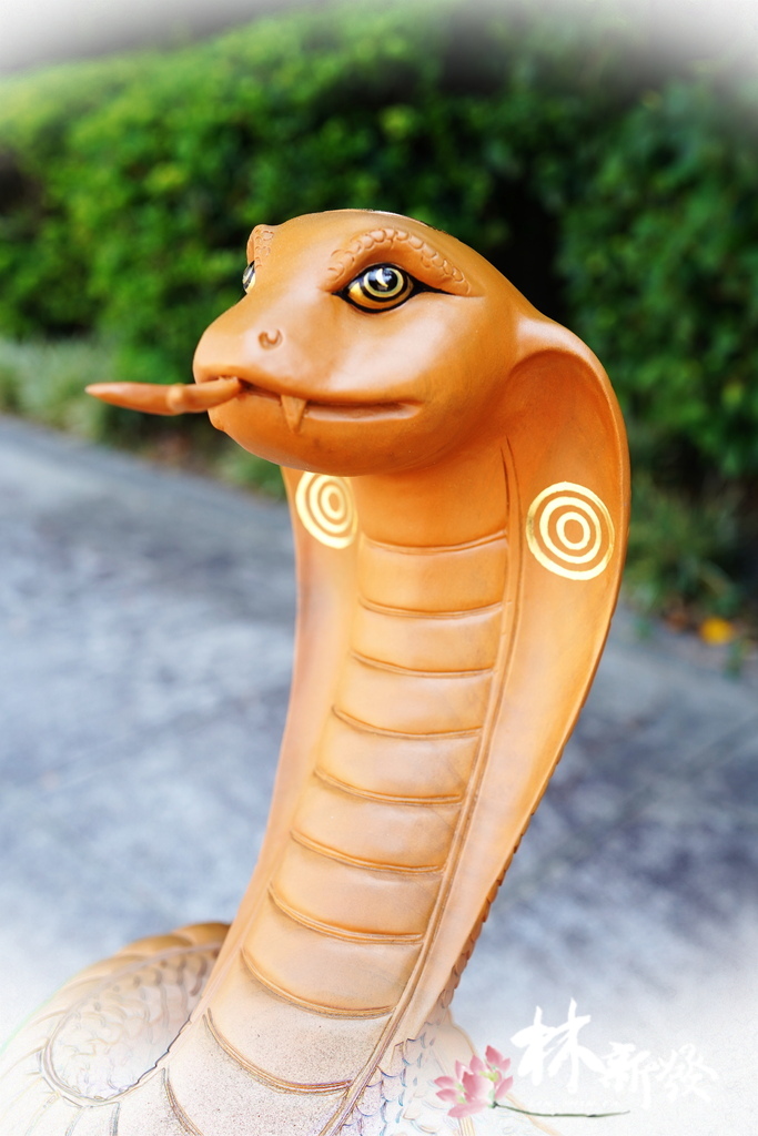 20240719-神蛇_06.JPG 20240719-神蛇_06.JPG