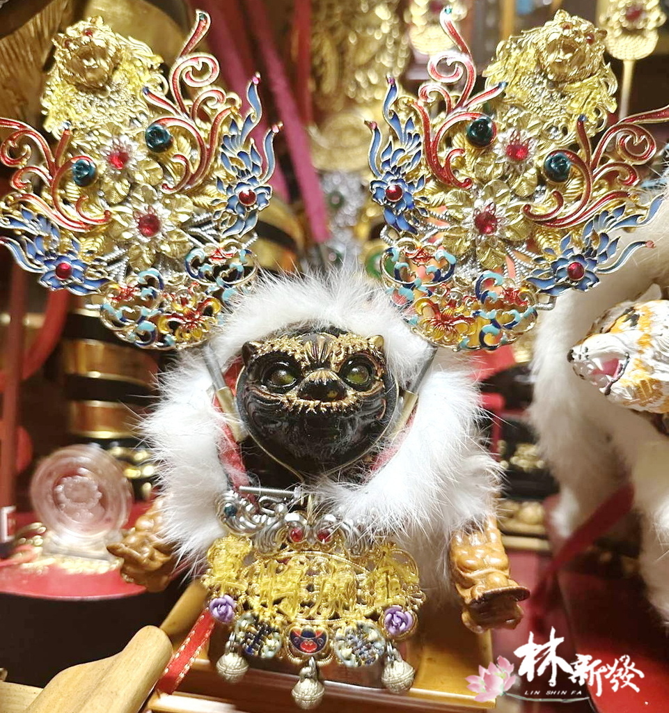 20241226-金虎春花_10.jpg 20241226-金虎春花_10.jpg