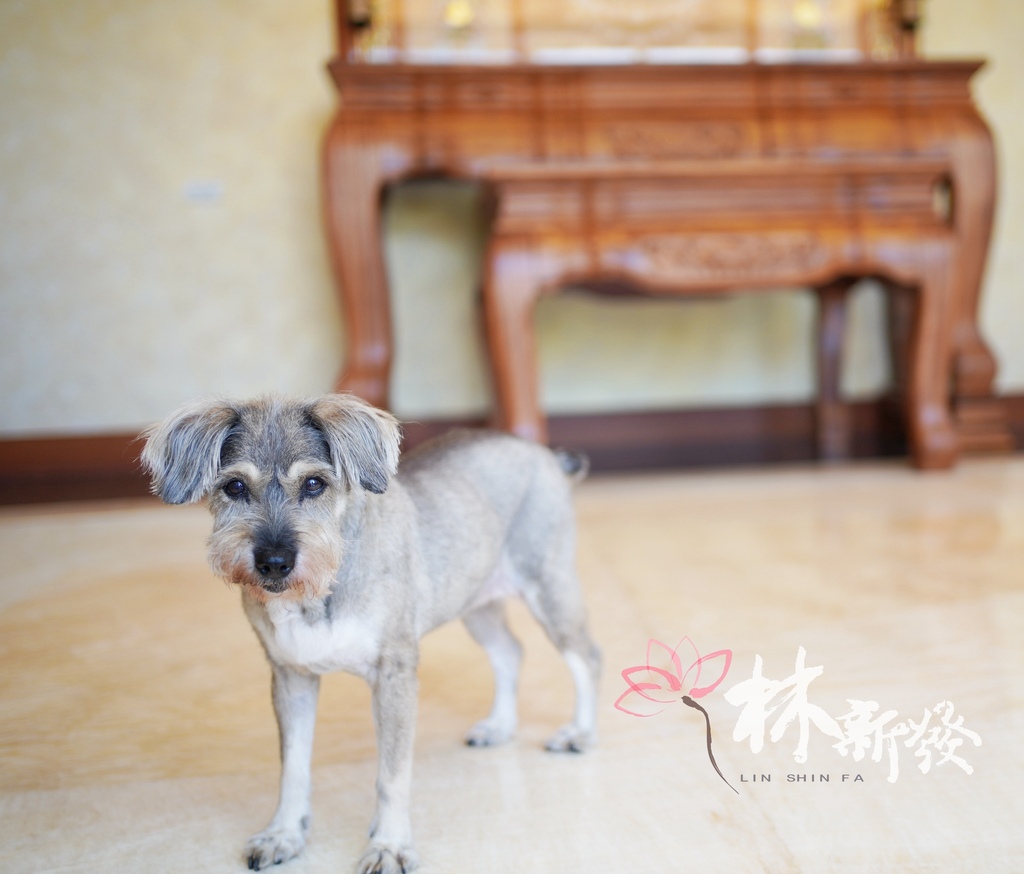 七尺大拉米之美 (11).jpg