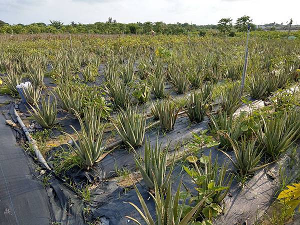 IMAG0480.jpg IMAG0480.jpg