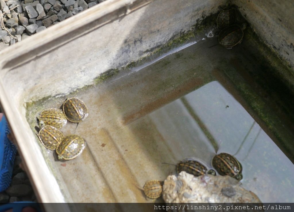 P1010725_mh1562178092433.jpg P1010725_mh1562178092433.jpg