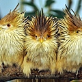 guira cuckoos.jpg