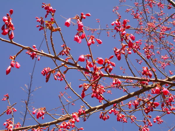 山櫻花