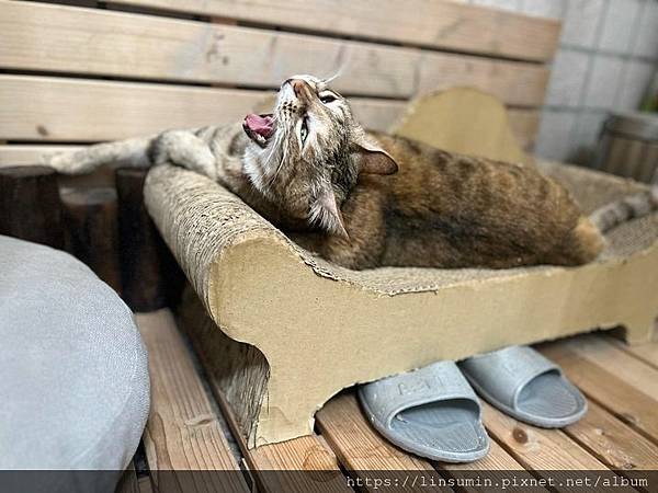 344836228_261689892998517_7371928260282743496_n