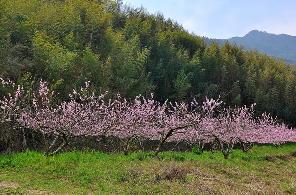 尖石水蜜桃--1004.jpg