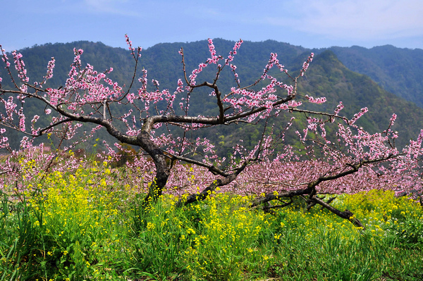 尖石水蜜桃--1063.jpg