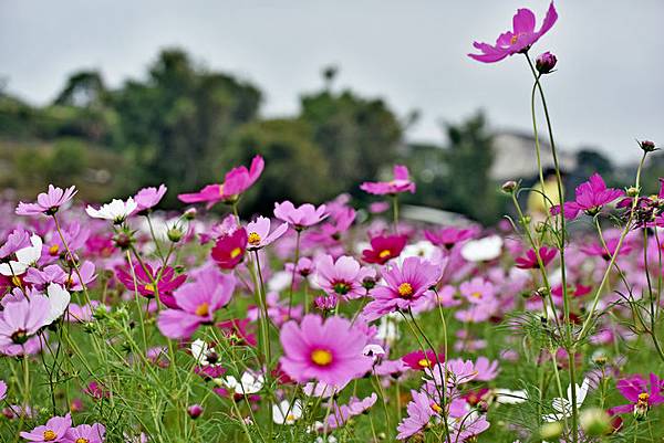 杭菊--1355.JPG