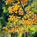楓葉落羽松--1009.JPG