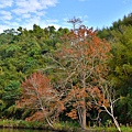 楓葉落羽松--1027.JPG