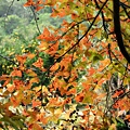楓葉落羽松--1042.JPG