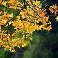 楓葉落羽松--1050.JPG