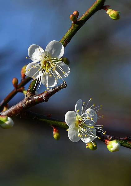 角板山梅花--1015.JPG