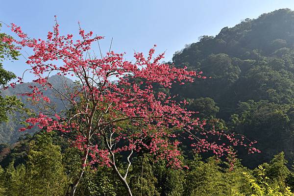 鹿場櫻花--1063.JPG