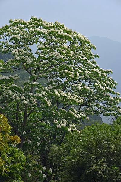 油桐花--1054.JPG