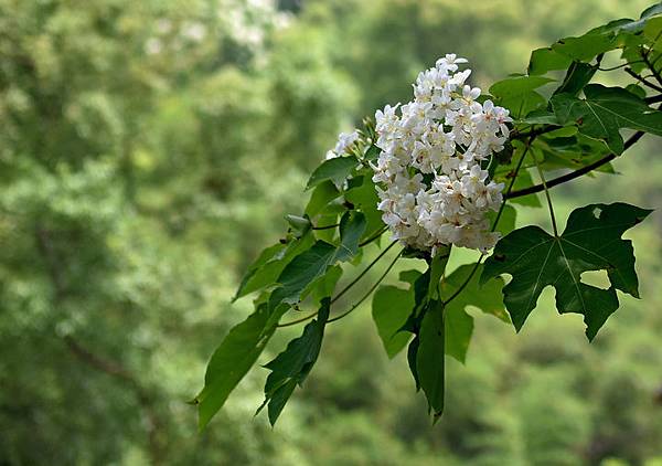 油桐花--1099.JPG