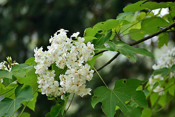 油桐花--1101.JPG