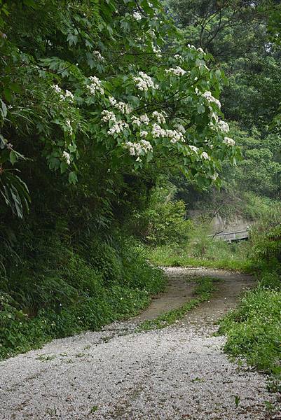 油桐花--1057.JPG