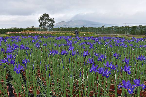 中社花園--1021.jpg